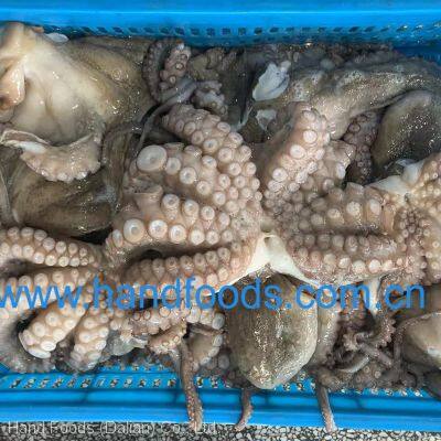 Frozen Fully Cleaned Gaint Octopus photo-3