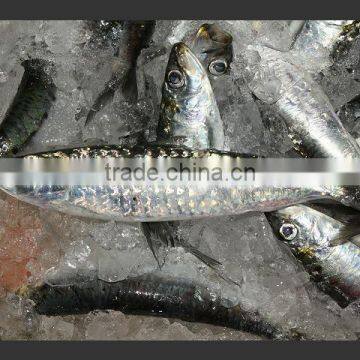 WR Frozen Sardines photo-5