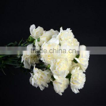 Cut Fresh Snow White white carnation