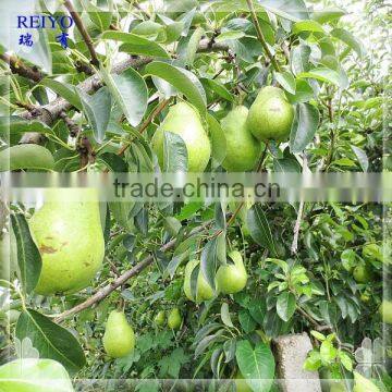 Healthy Local Pears Canned Product photo-4