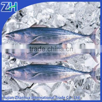 frozen skipjack tuna fish price