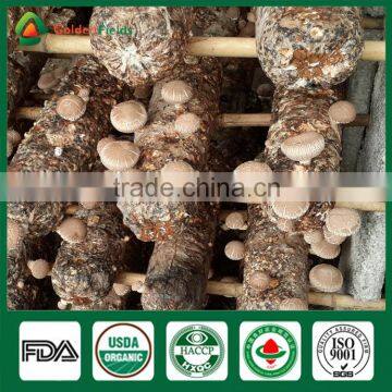 Anti-cancer Edibal Fungus Healthy Food Greenhouse Production Cap Stem Wholepart Fresh Dried Shiitake Mushroom photo-3