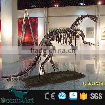 OAV3160 Zigong Dino Museum Fossils Dinosaur
