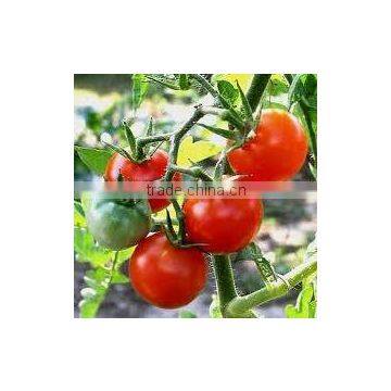 Wholesale Tomato Seed Oil