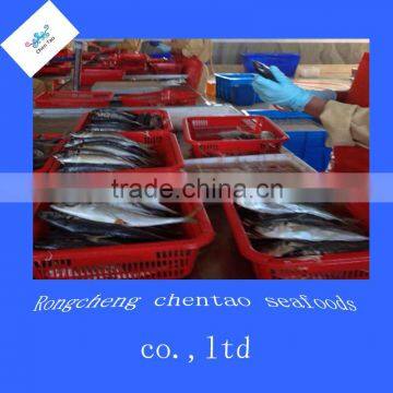 With fish fillet frozen mackerel horse fillet
