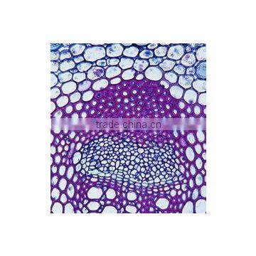 Sunflower Stem C.S Individual microscope prepared slide