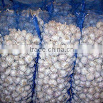 normal white garlic in mesh bags