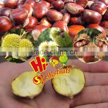 Organic Fresh Chestnuts For Sale--best for chestnuts roasting