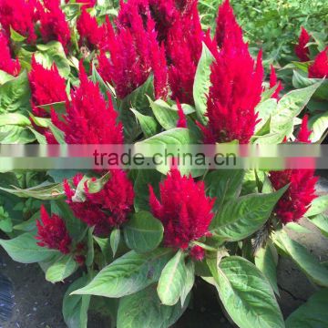 2016 hot sale Celosia cristata flower seeds Common cockscomb seeds for growing