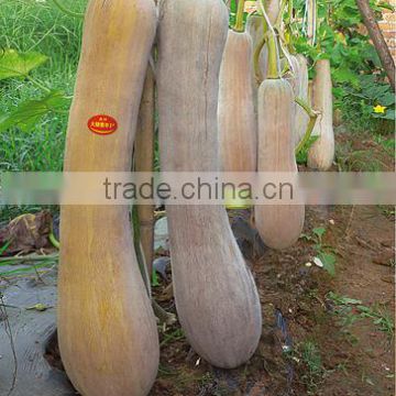 High quality Hybrid Pumpkin seeds chinese vegetable seeds For Growing-Ham pumpkin