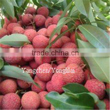 wholesale food cannd lychee