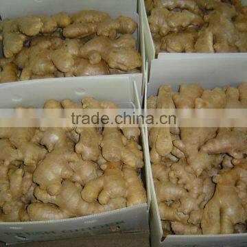 Fresh Ginger photo-5