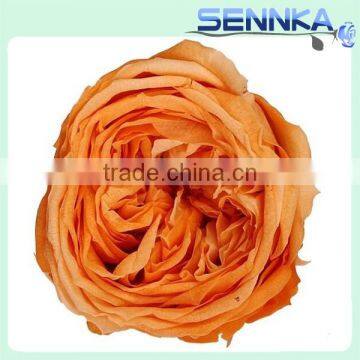 Natural Preserved English Rose Heads in White Green 8 per Box photo-2