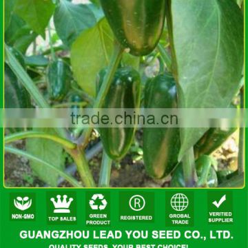 AP101 Jiemao short green hybrid pepper seeds chinese vegetable seeds