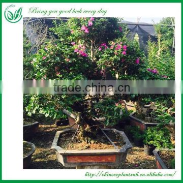 Natural Plants Flowering Bougainvillea Bonsai