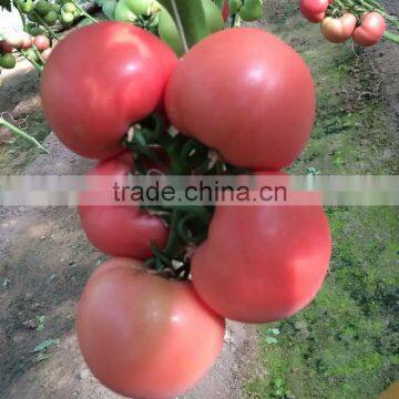 High Sweet Hybrid Tomato Seeds Price For Planting