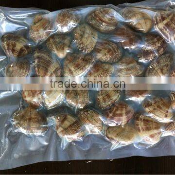 High Quality Vacum Packed Short Necked Clam