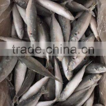 IQF Frozen Horse Mackerel/round Scad photo-3