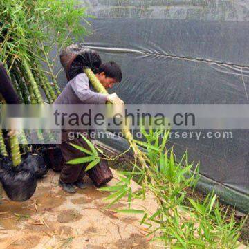 bambusa ventricosa outdoor bamboo