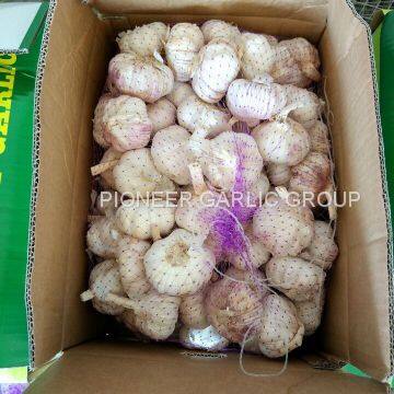 5-5.5cm Fresh Normal White Garlic In 5kg Carton Box Packing photo-2