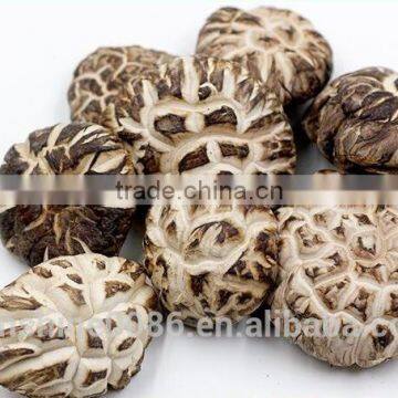 High Quality Dried Shiitake Flower Mushroom photo-2