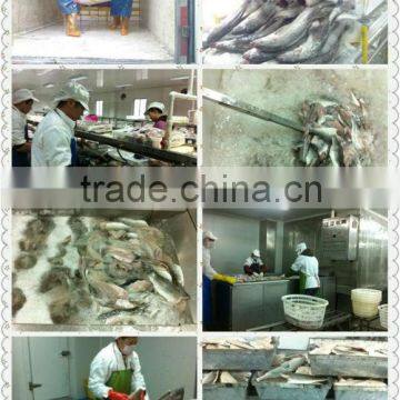 Sea bass fillet production