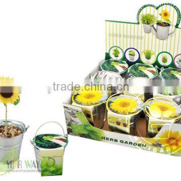 Mini Herb,mini Bucket Herb,iron Bucket Plant