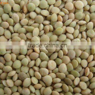 2013 Lentils