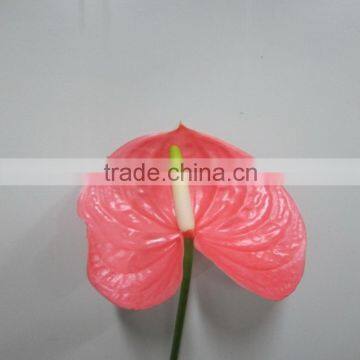 Reasonable price crazy selling china product antirrhinum flowers