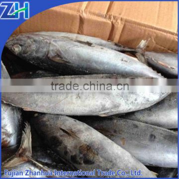 whole round tuna bonito fish producers