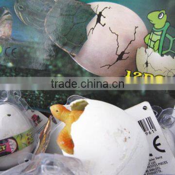 Novel growing pet egg toy growing Tortoise egg toy growing dionsuzr egg toys