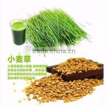 Hydroponic Fodder Machine photo-4