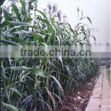 Industrial Automatic Screw Type Sweet Sorghum Pressing Machine Factory Wholesale photo-6