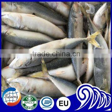 Seafood from China, Frozen Mackerel Fish/Pacific Mackerel/Scomber Japonicus