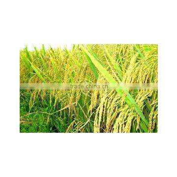 Vietnam Japonica rice hot hot hot good for health website sonainter4