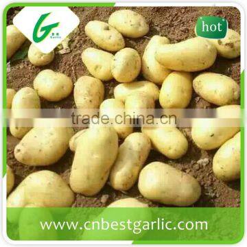 Dried Sweet Fresh Potato