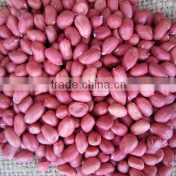 2011 crop red peanut in shell