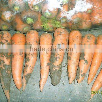 80g new crop fresh red carrot