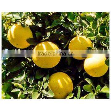 100% Natural Fruit Citrus Grandis 40%-98% Naringin photo-6