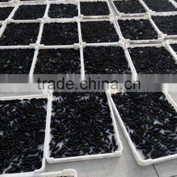 Tunnel Conveyor Belt Sterilizer Seaweed Dryer photo-4