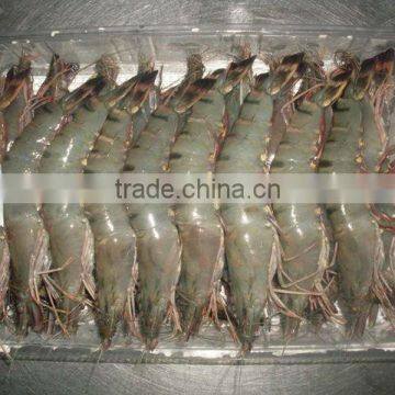 Black Tiger Shrimps HOSO ( Panaeus Monodom )