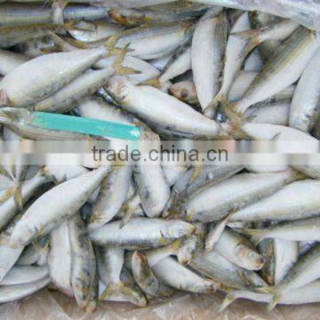 canned tuna fish manufacturers sardine