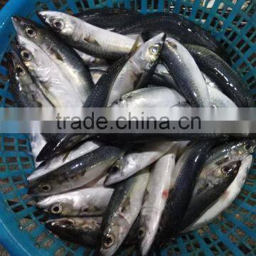 Frozen Pacific Mackerel Seafood photo-3