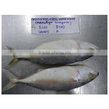 Indian Mackerel