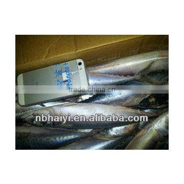the New Catching Frozen Pacific Mackerel Was Coming 2013.7.9 photo-2