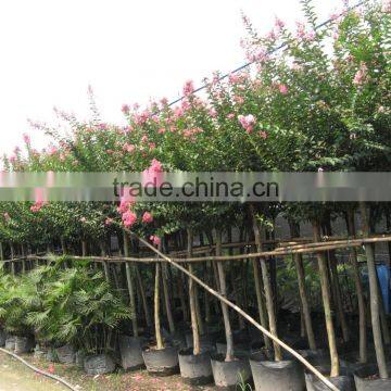 Lagerstroemia indica straight trunk