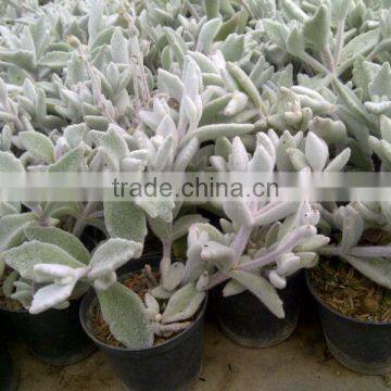 Succulent Plant Kalanchoe Eriophylla Snow photo-2