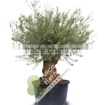 Olive Tree Olea Europaea Bonsai