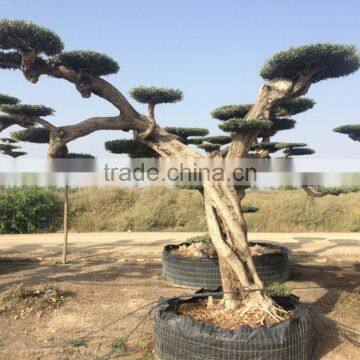 Pompon Olive Tree - Olea Europaea Pom Pon Centenary photo-3