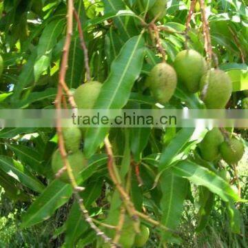 Mangifera Indica